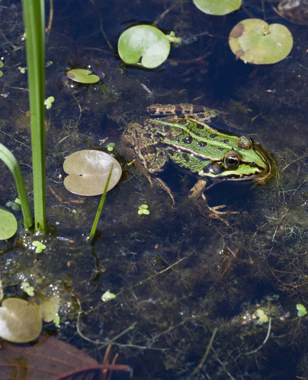 Ein Wasserfrosch in einem Weiher. © Matthias Sorg