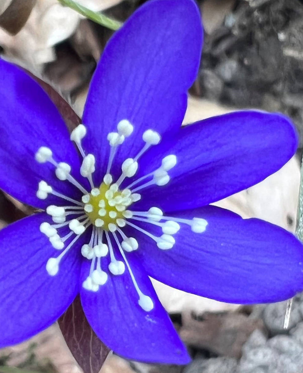 Tagesexkursion Frühlingsblumen am Berghang ob Bilten GL