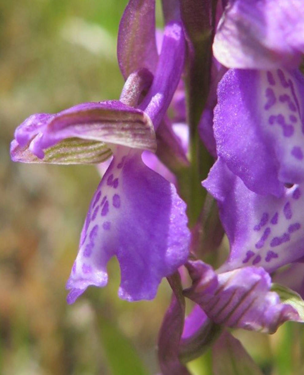 Tagesexkursion; Blumentour im Randen SH