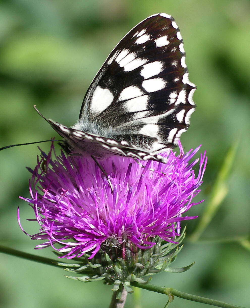 Schachbrettfalter auf blühender Distel (Bild: C.Huber)
