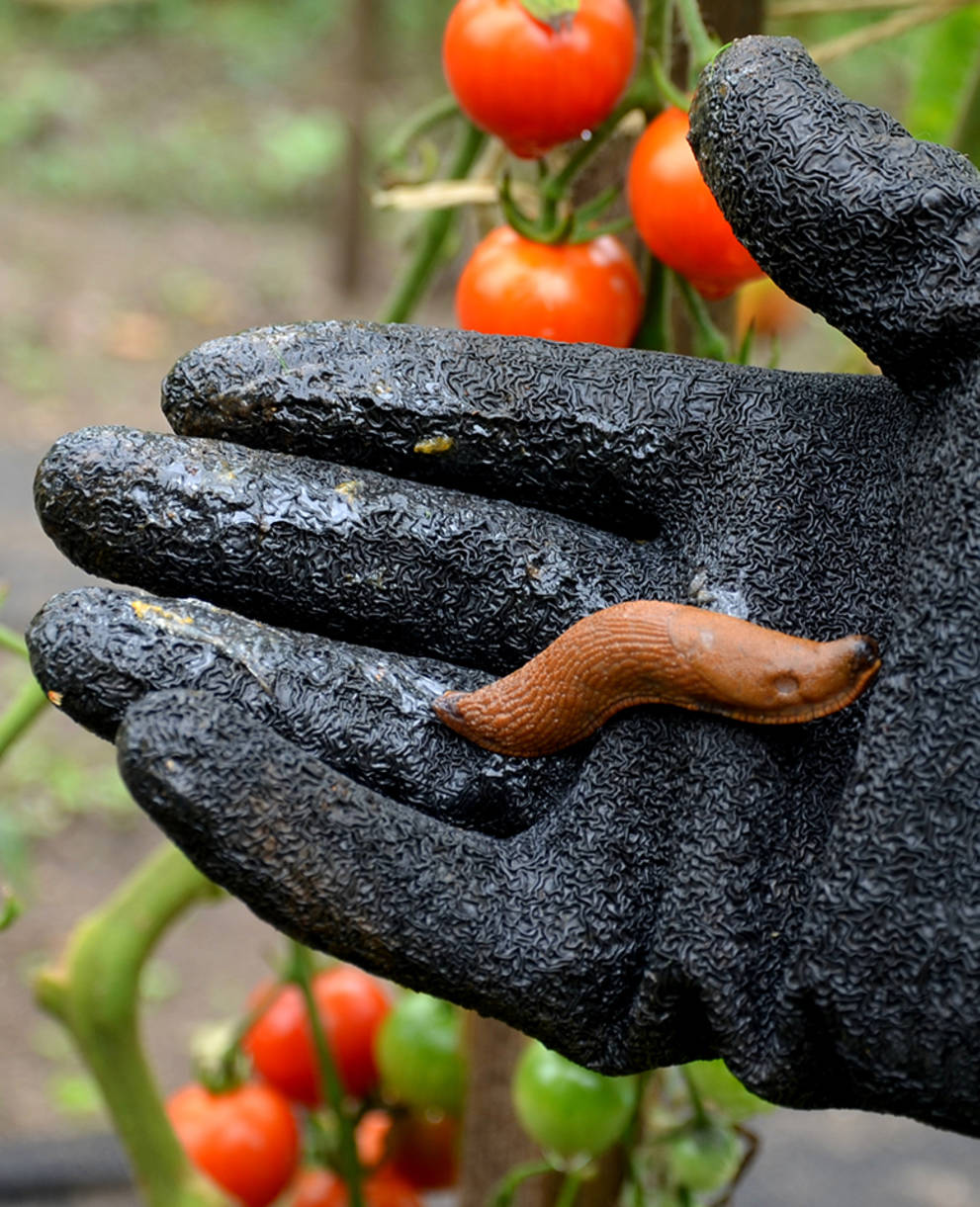 Spanische Schnecke auf der Hand eines Menschen