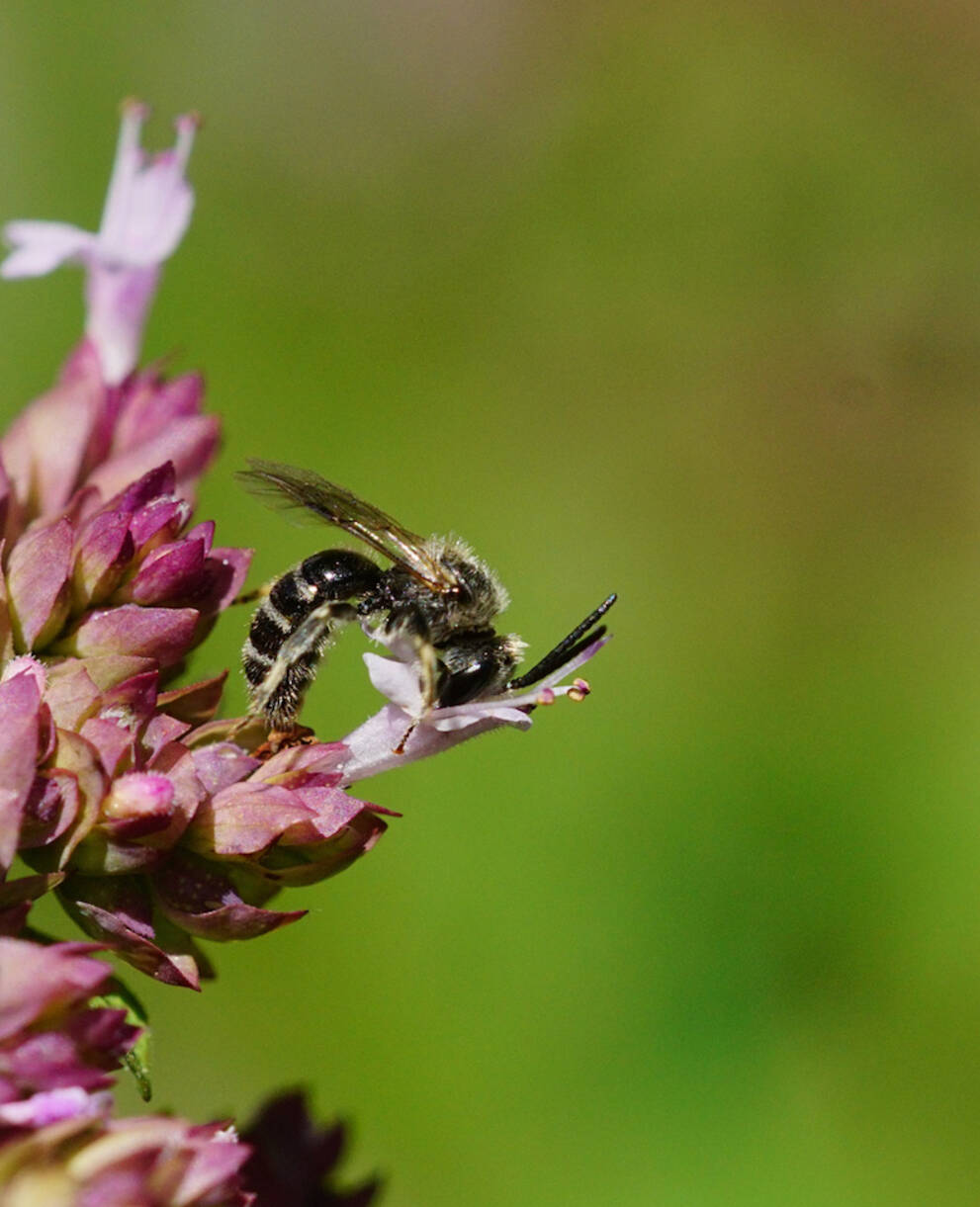 Wildbiene Lasioglossum sp. Foto: Samuel Ehrenbold