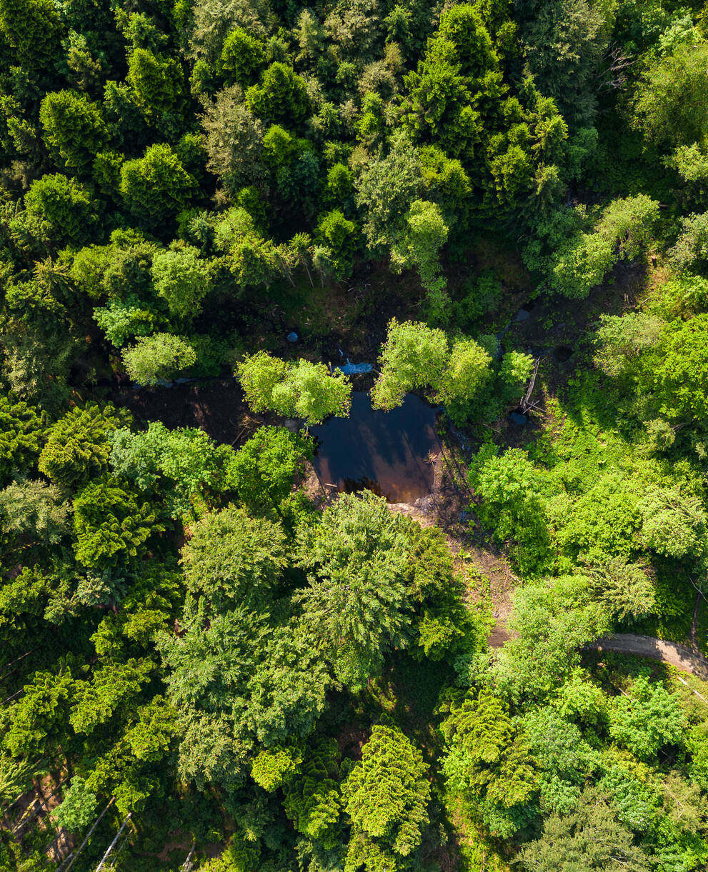 Weiher im Meggerwald