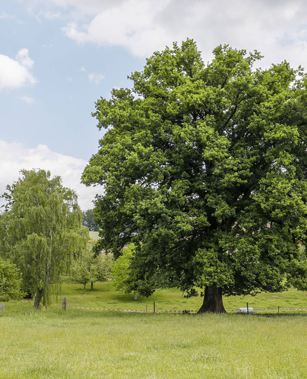 Freistehende Eiche in Herzwil BE