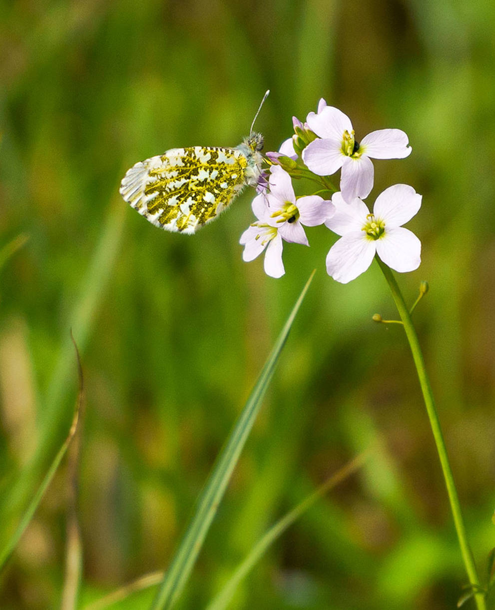 Papillon aurore boréale sur une fleur