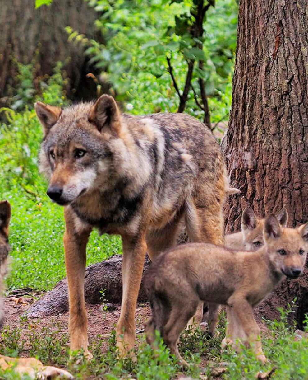 famiglia di lupi nella foresta