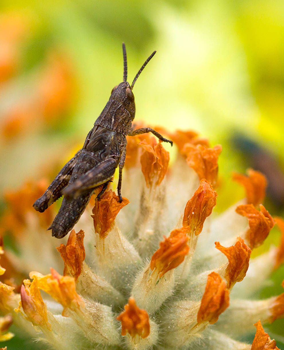 Heuschrecke in Blumenwiese bei Zeneggen VS