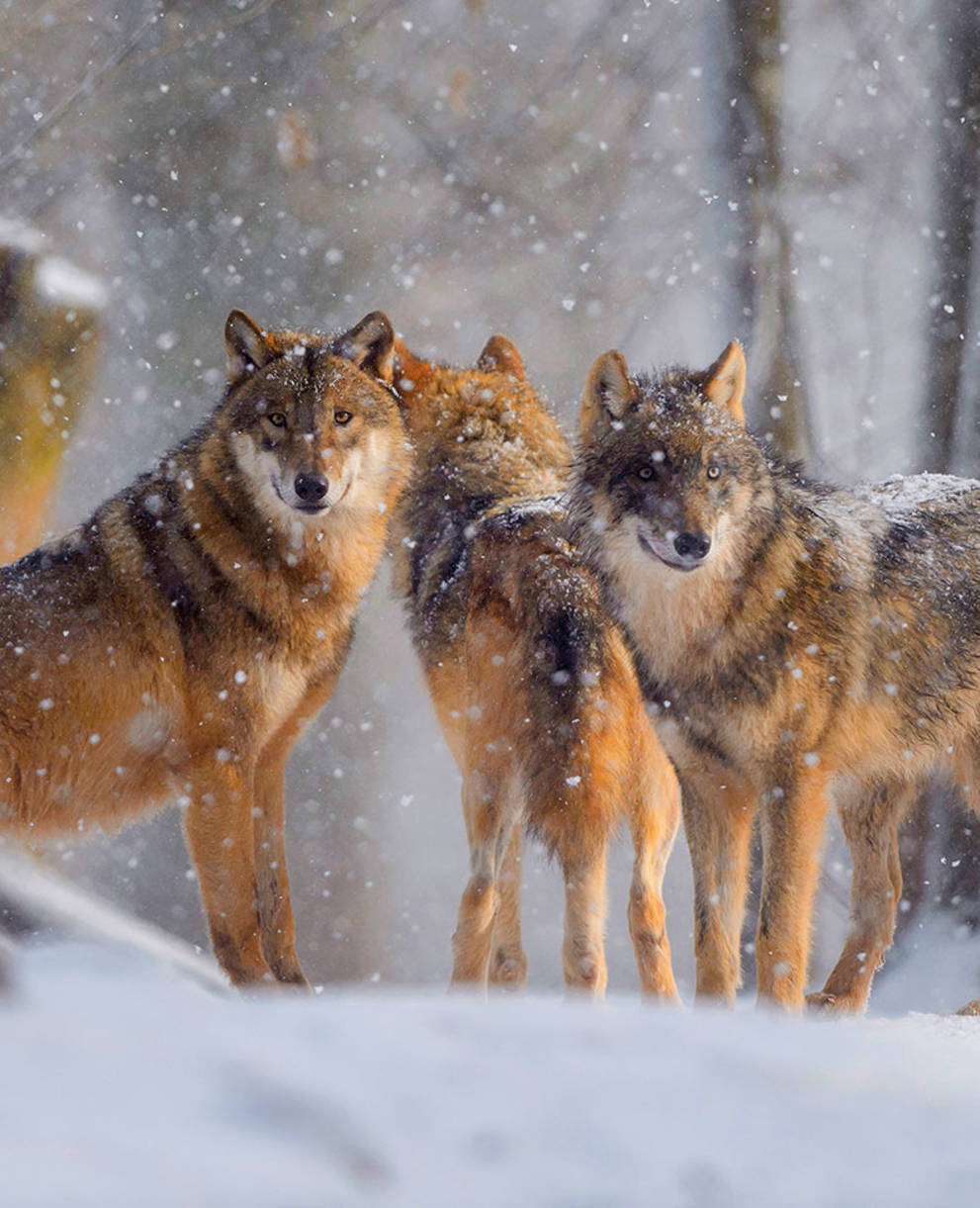 Drei Wölfe im verschneiten Wald