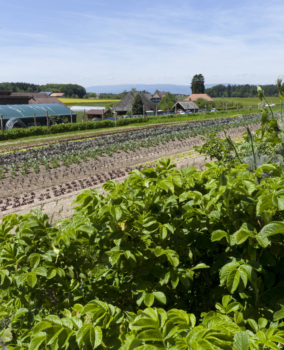 Exemple d'une exploitation agricole biodynamique © Matthias Sorg