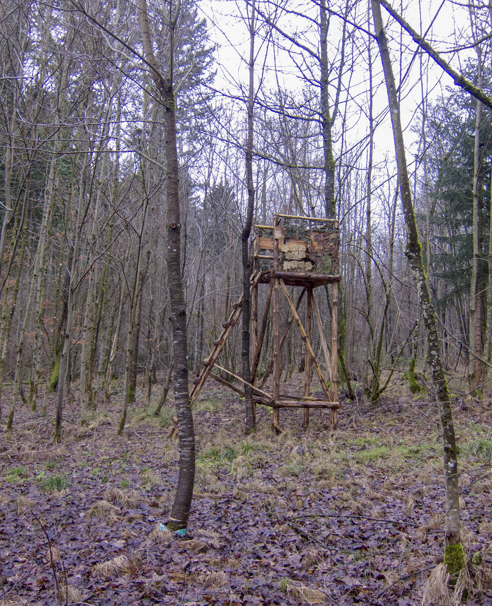 Jagdhochsitz im Wald © Matthias Sorg