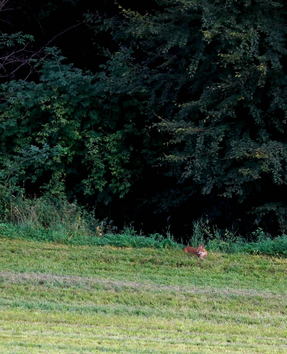 Luchs