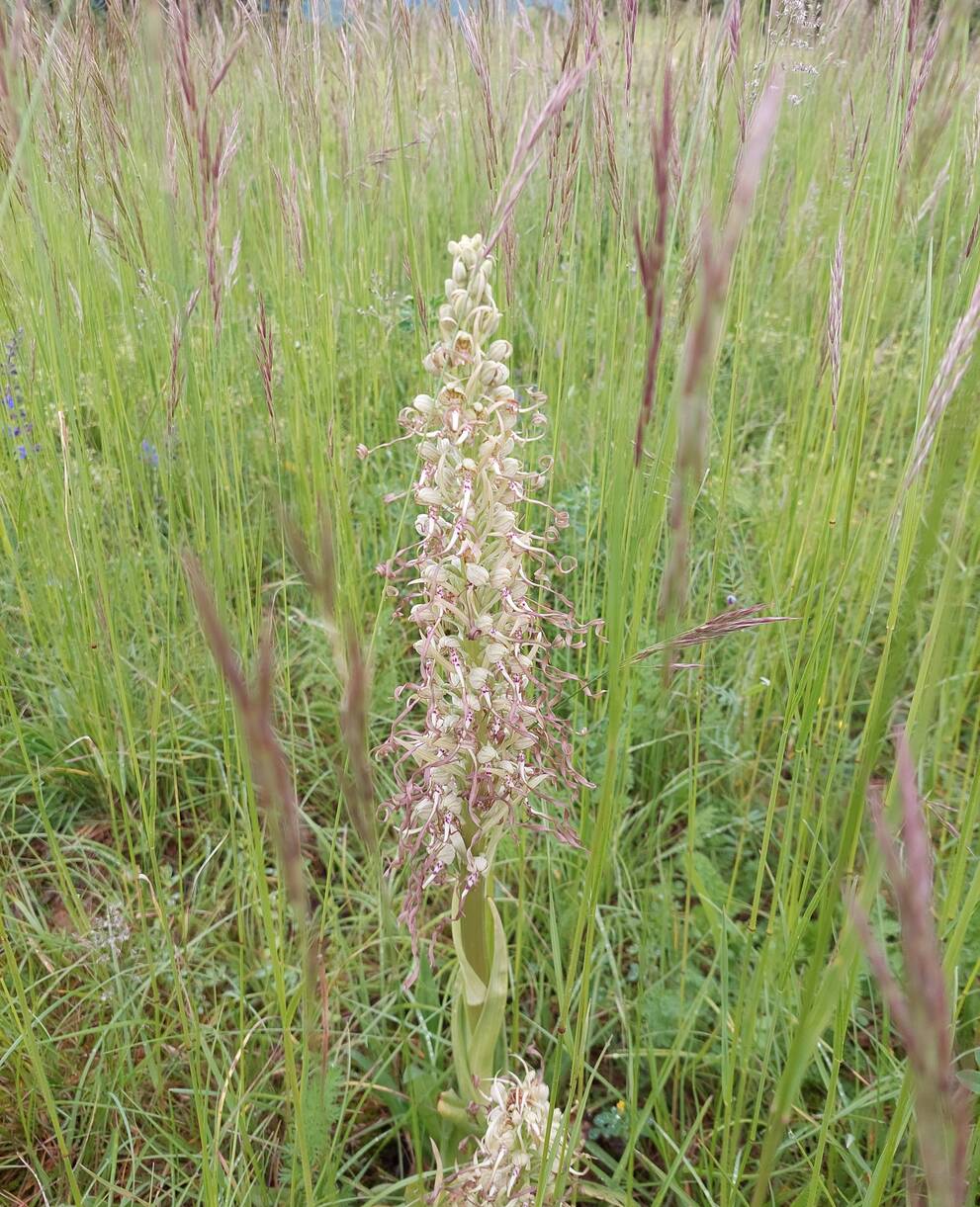 Orchis à odeur de bouc (Himantoglossum hircinum) sur talus routier