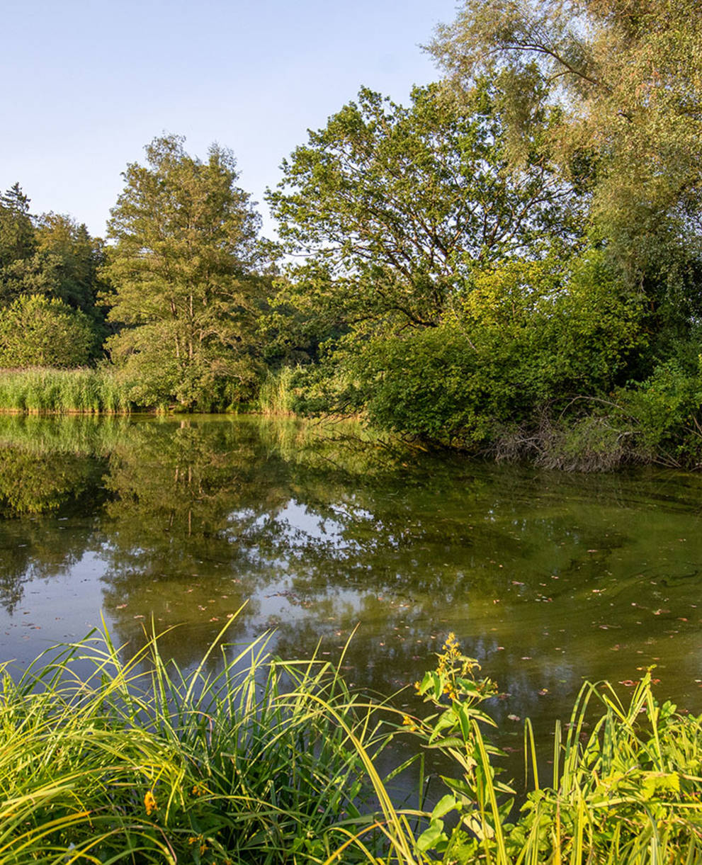 Pro Natura Schutzgebiet Brunnenkresse im Kanton Bern