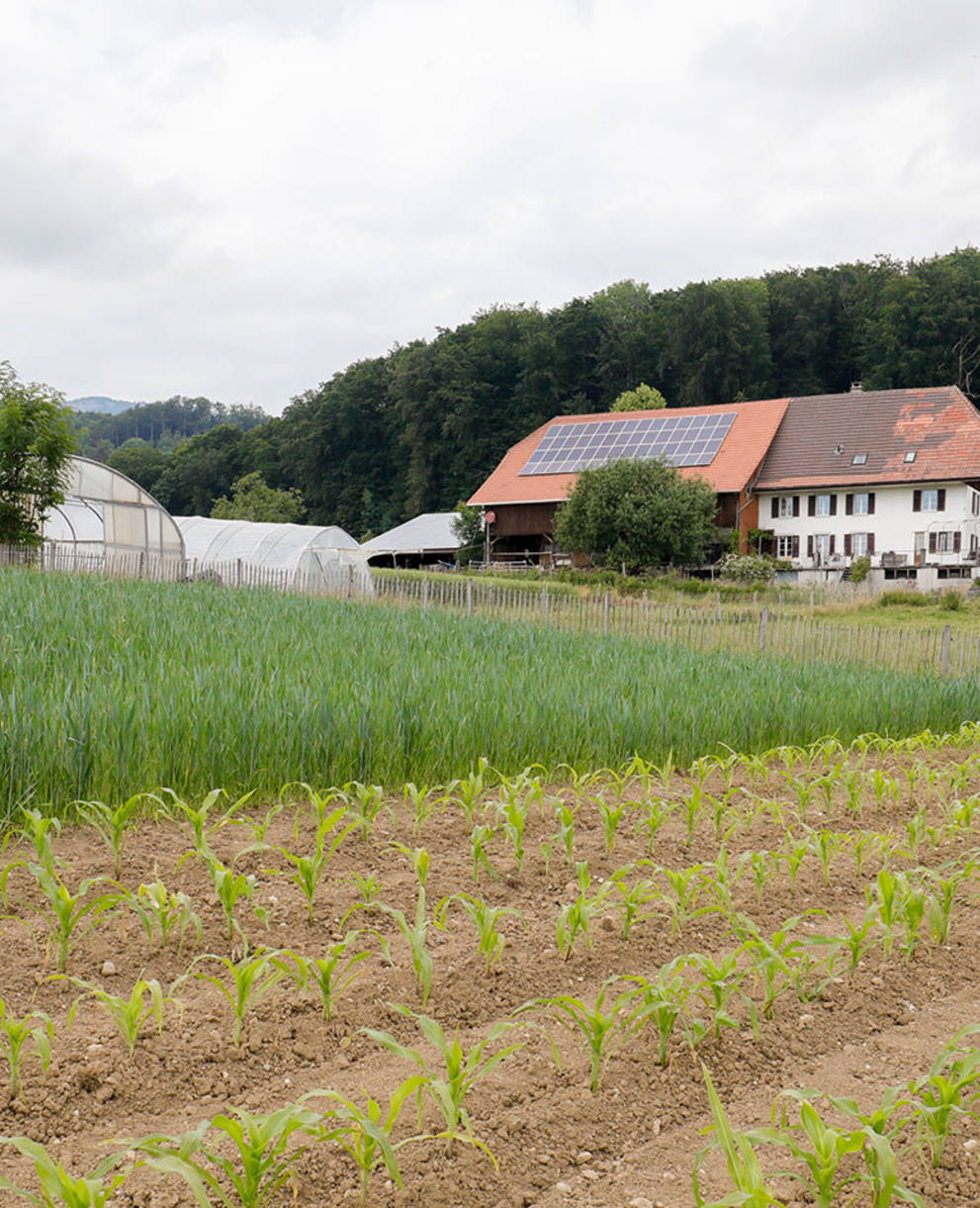 Vue sur un champ à Attiswil