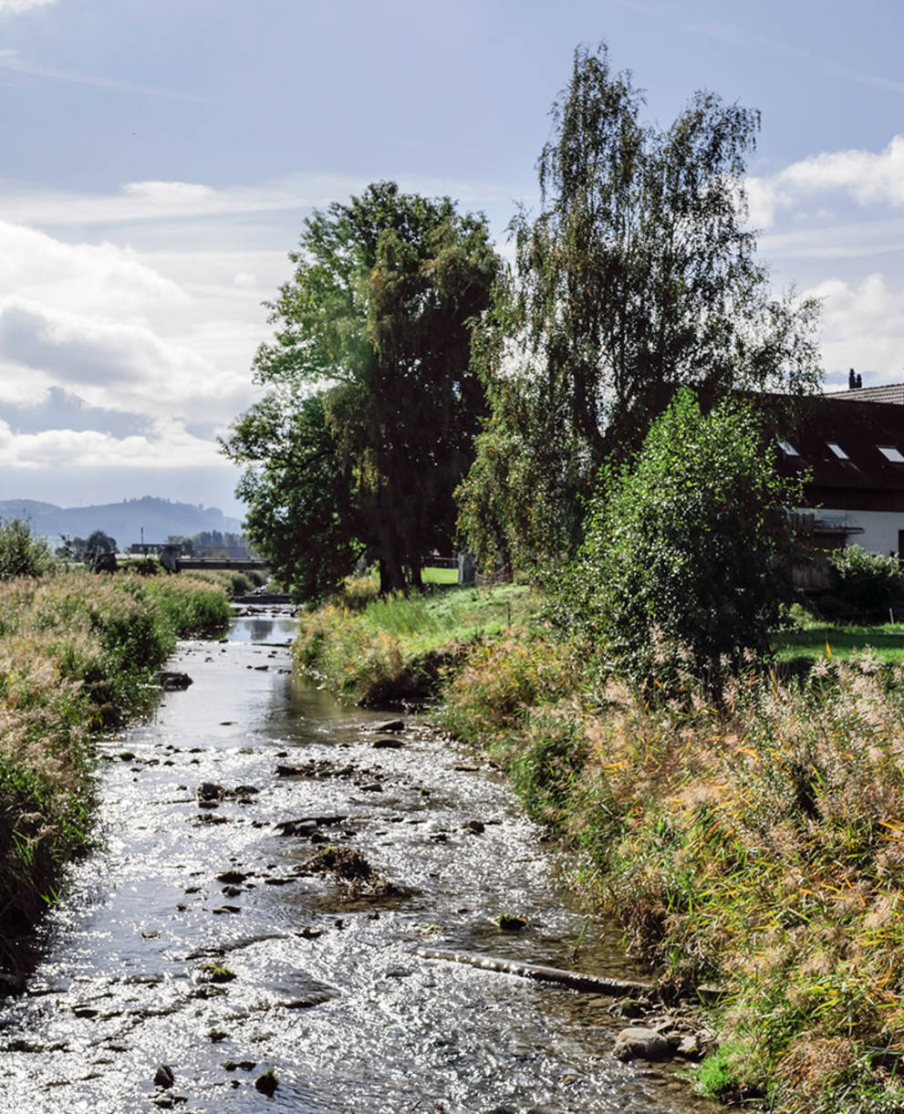 Ufervegetation an der renaturierten Gürbe BE 