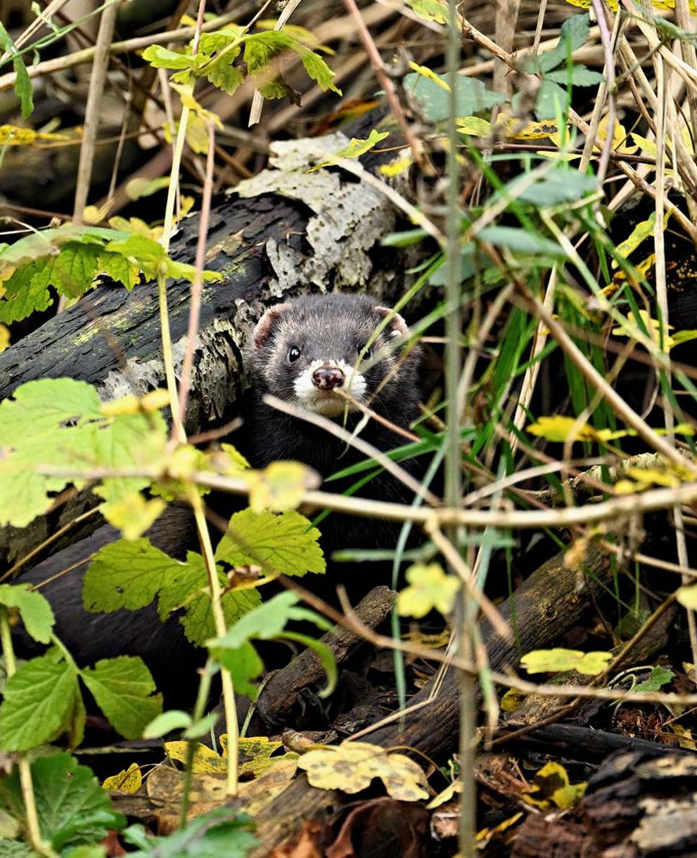 Iltis in Versteck (Mustela putorius) © Stefan Huwiler