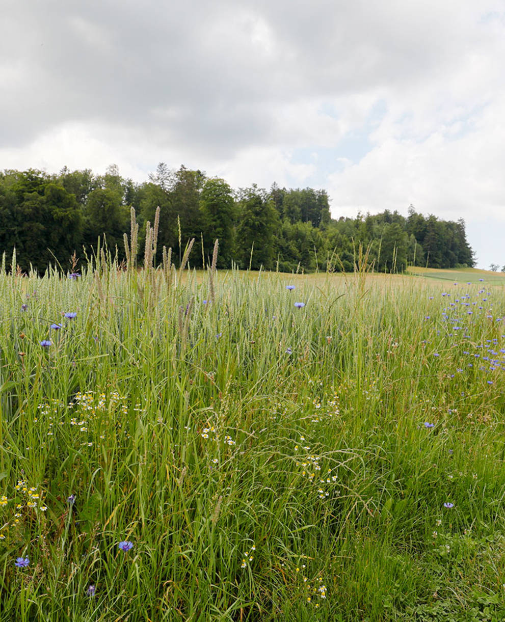 Blumen am Rand eines Ackers