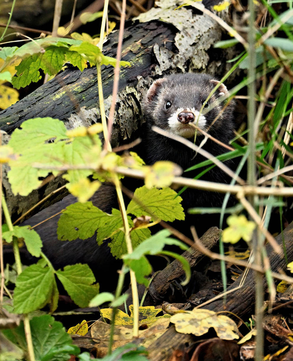 Ein Iltis im Gebüsch