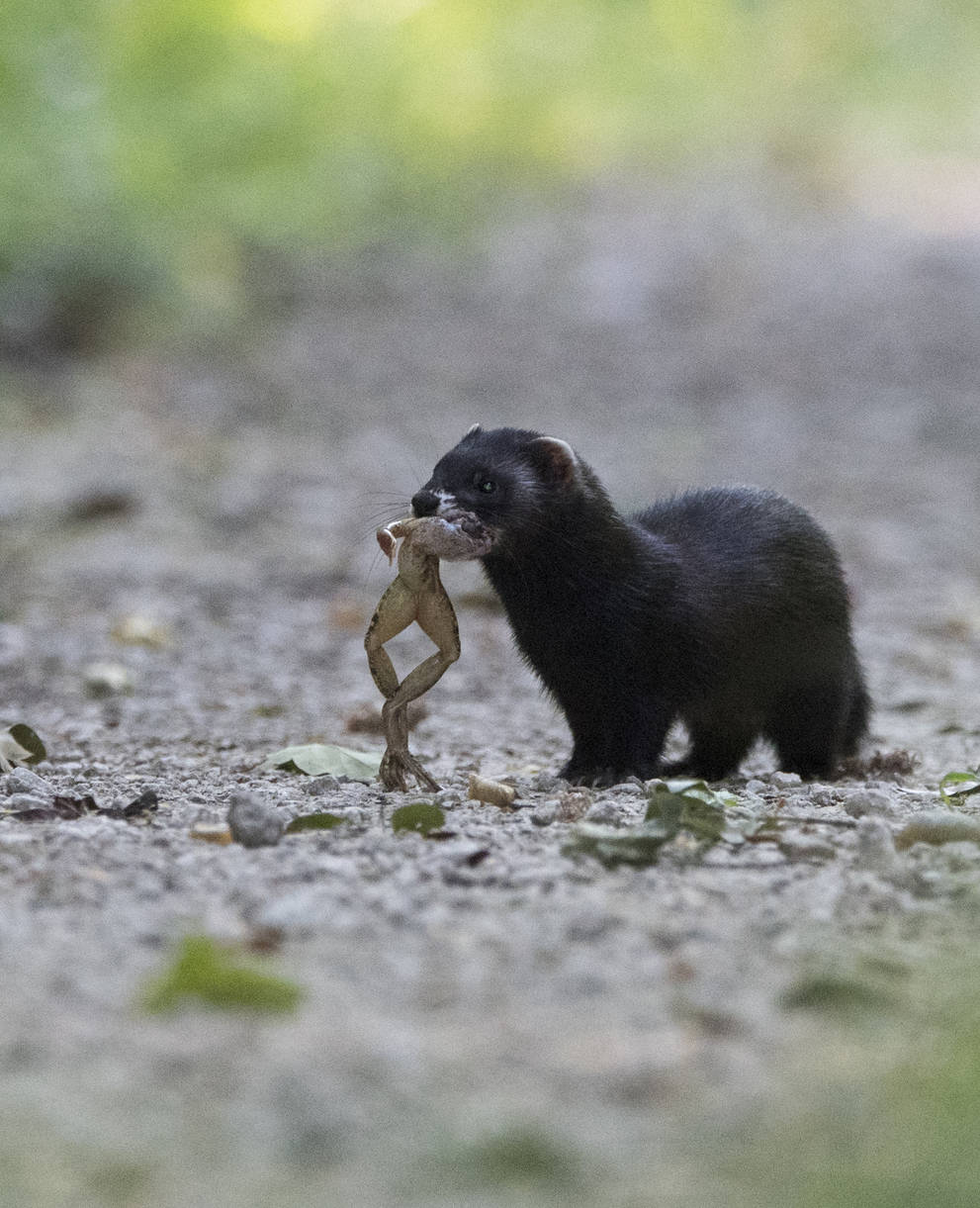 Frösche und Kröten sind die Hauptnahrung des Iltisses in der Schweiz. Wo es an ihnen mangelt, fehlt dem Iltis eine wichtige Lebensgrundlage. Amphibienförderung hilft also auch dem Iltis. © Fabrice Cahez