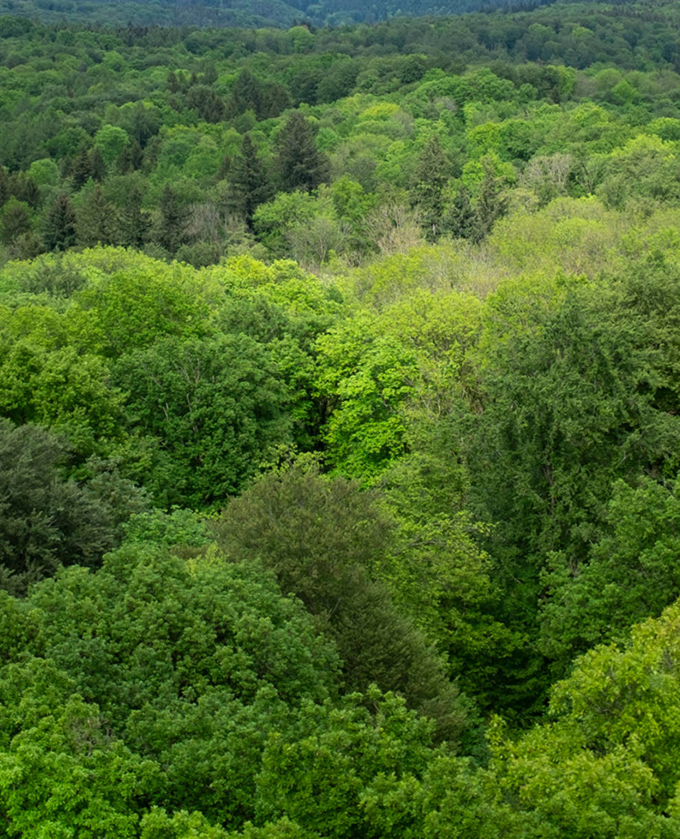 Buchenmischwald des Mittellandes von oben