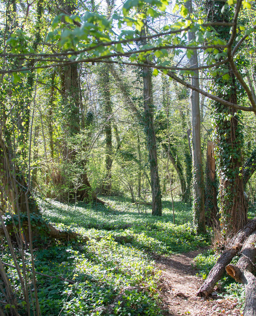 Waldweg