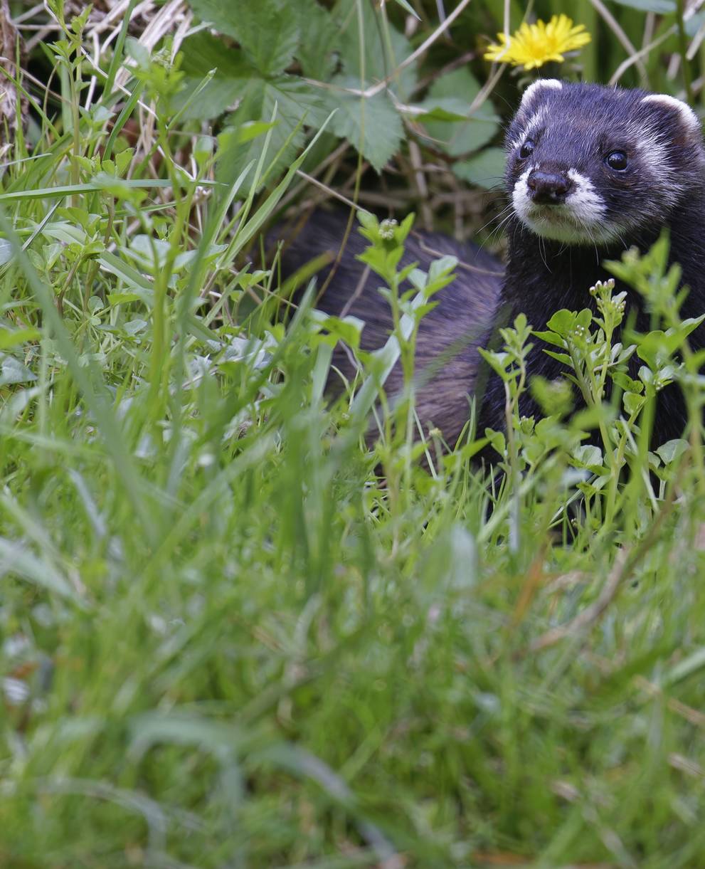 Putois (Mustela putorius)