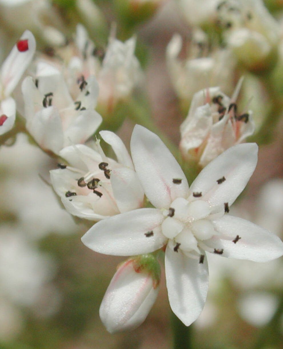 Wildpflanzen- und Kräutermarkt Bottmingen