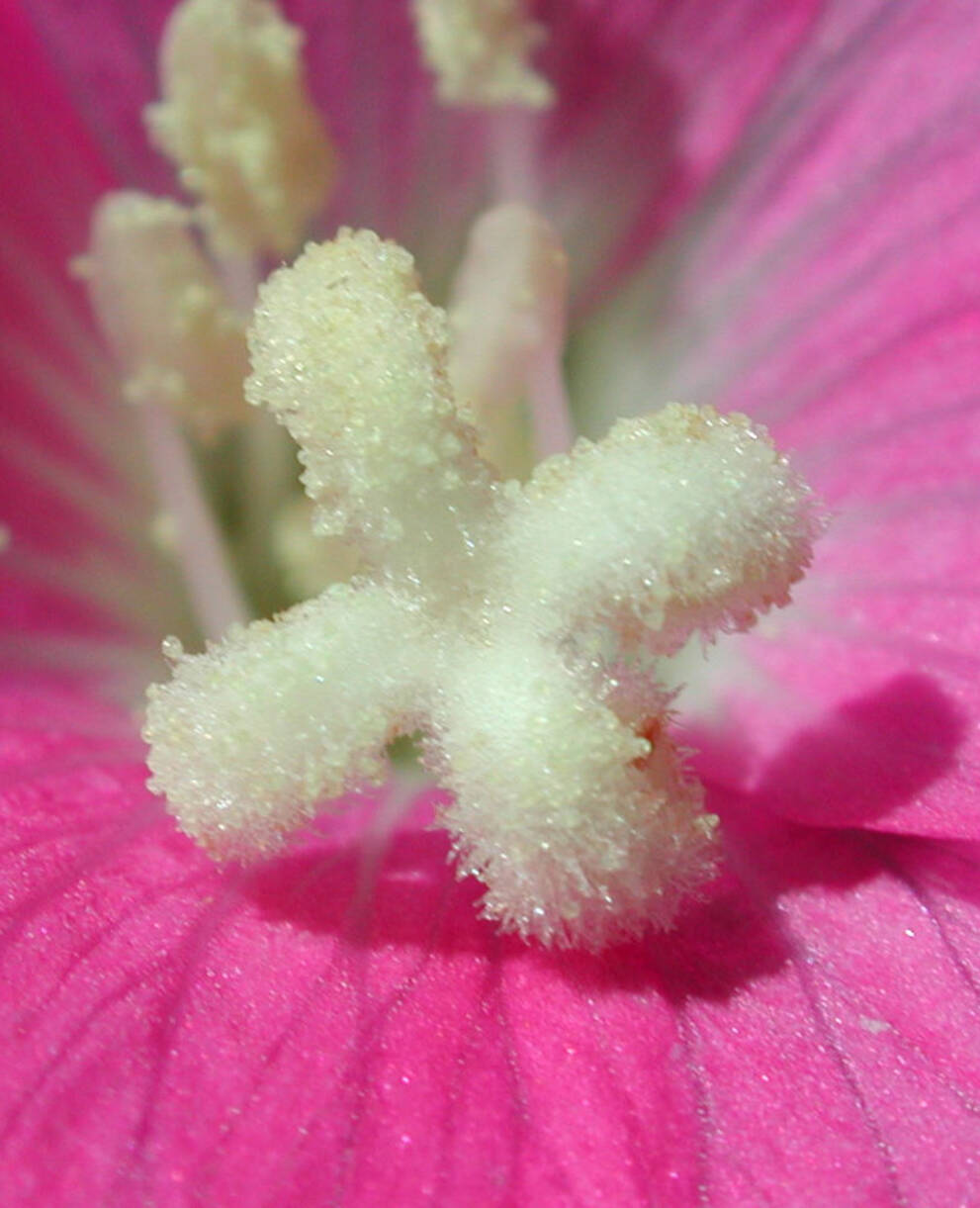 Wildpflanzen- und Kräutermarkt Breitenbach (SO)