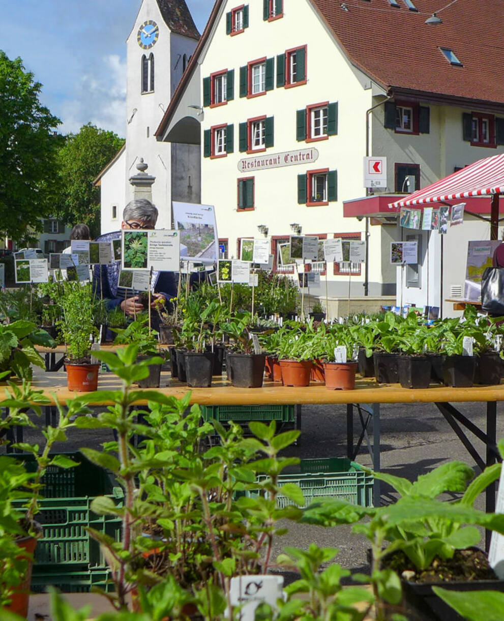 Wildpflanzen- und Kräutermarkt Frenkendorf