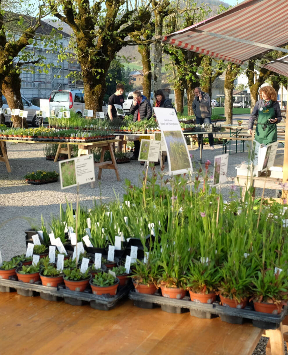 Wildpflanzen- und Kräutermarkt Gelterkinden