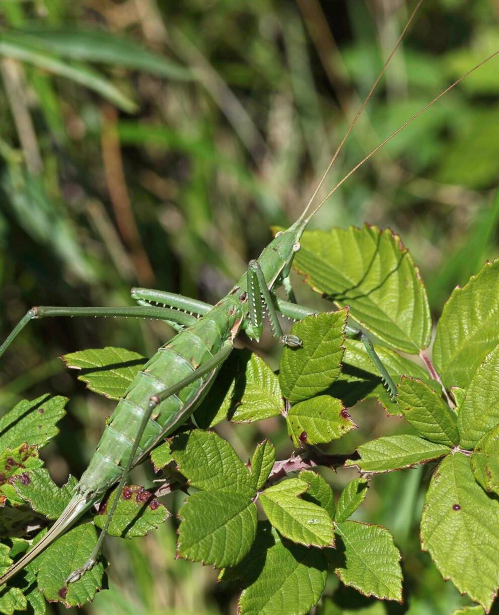 Grosse Sägeschrecke