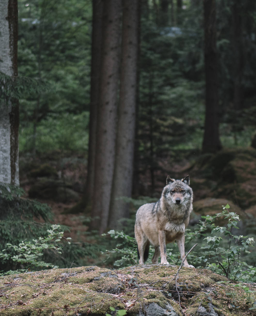 Symbolbild Wolf ©iStock