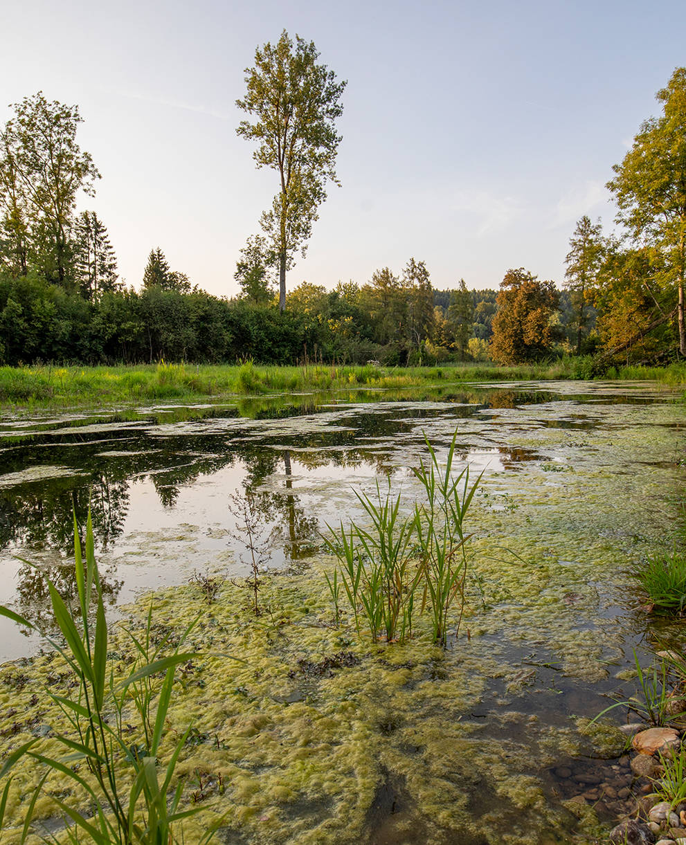 Naturschutzgebiet Brunnenkresse BE