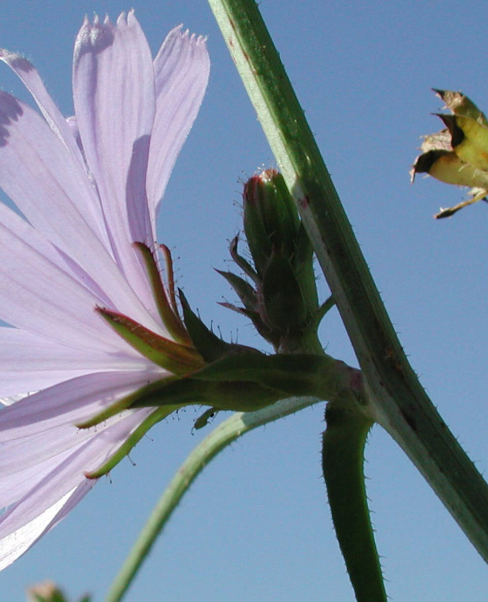 Wildpflanzen- und Kräutermarkt Pratteln