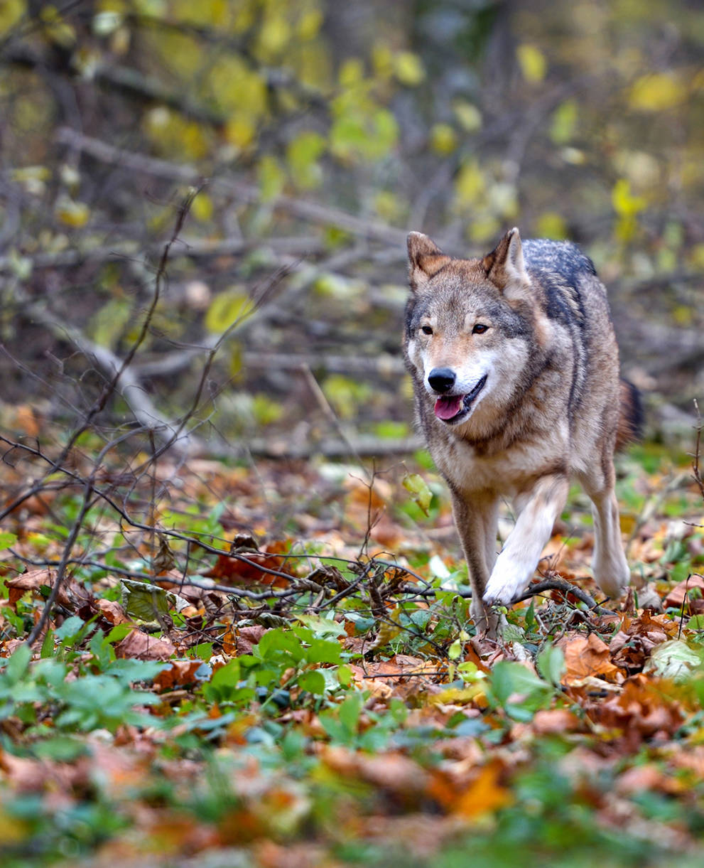 Rennender Wolf im Wald