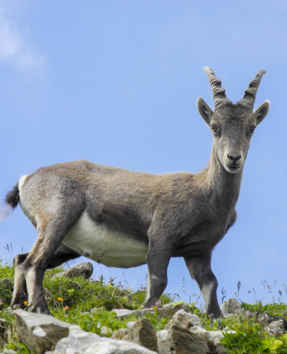 Tagesexkursion, junger Steinbock in den Alpen