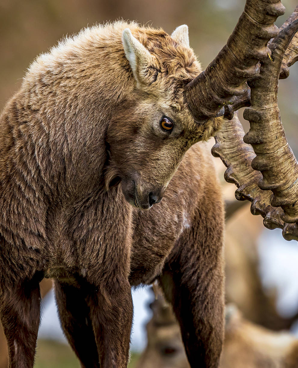 Bouquetin (Capra ibex), près de Pontresina GR