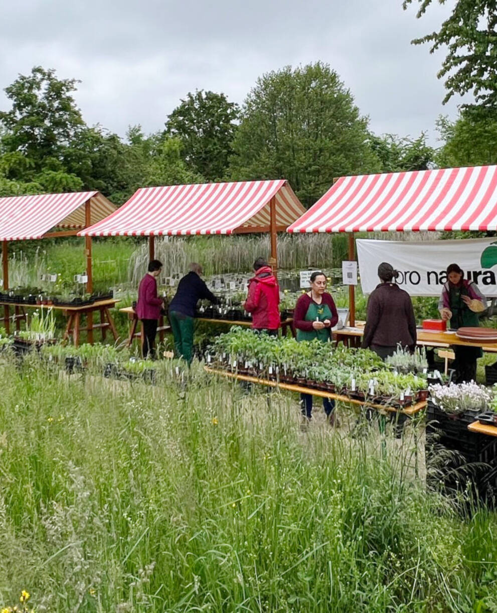 Wildpflanzen- und Kräutermarkt Birsfelden