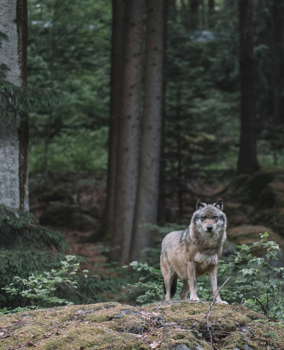 Le loup dans la forêt bavaroise