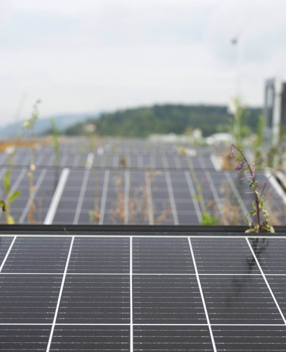 Photovoltaikanlage auf begrüntem Dach