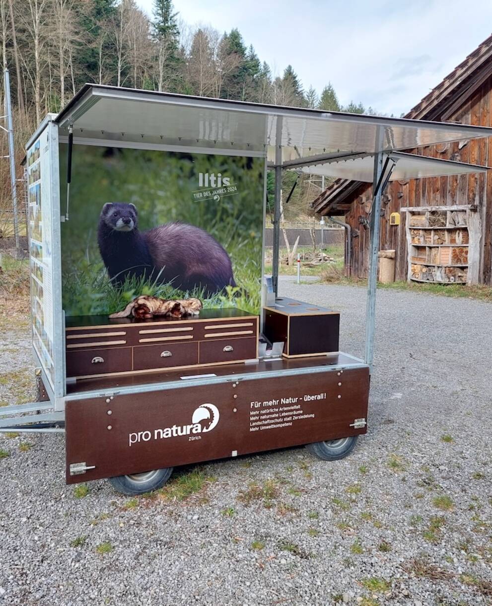 Das Naturmobil zum Iltis