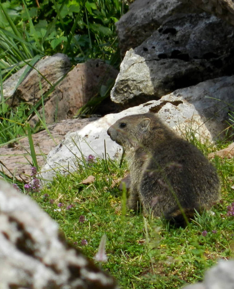 Jeune marmotte parmi les rochers