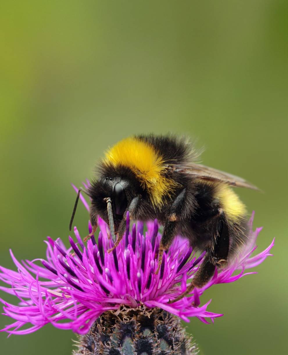 Photo de couverture de la campagne sur la biodiversité