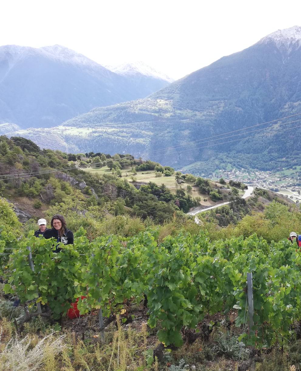 Vignoble à Leuk (VS)