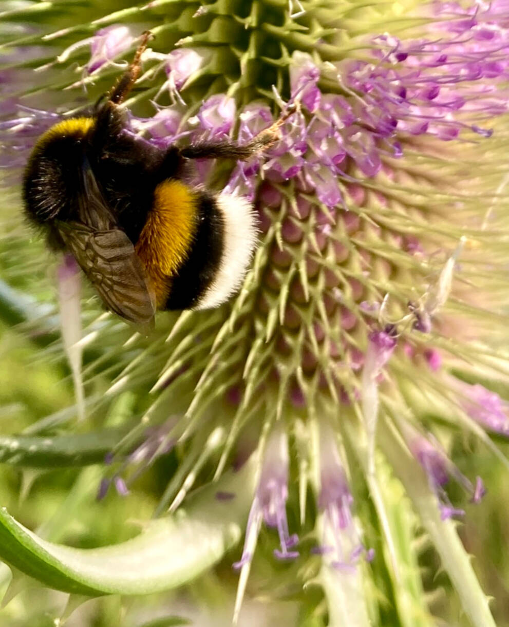 Biodiversitätsinitiative