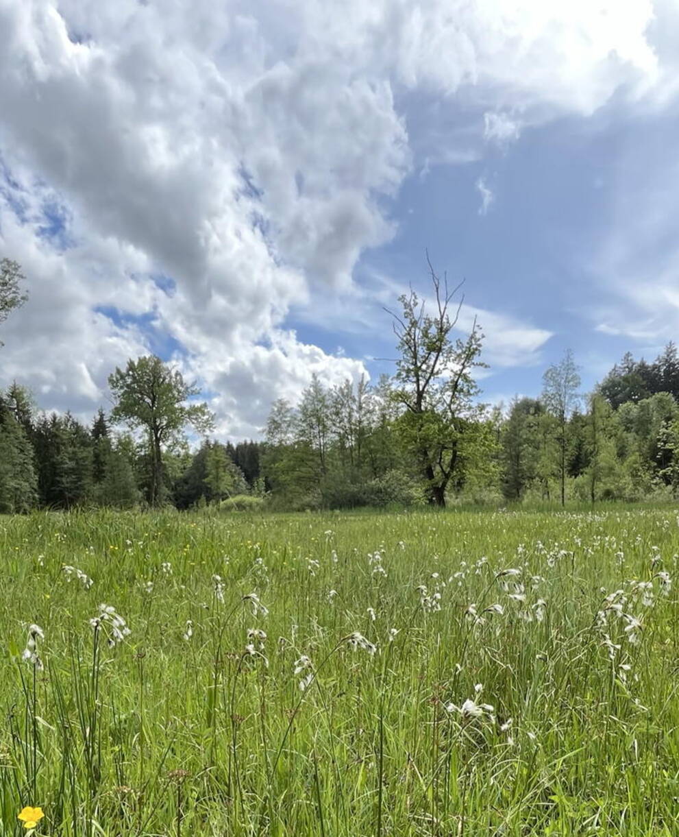 Schutzgebiet Arnegger Witi/Altmoos