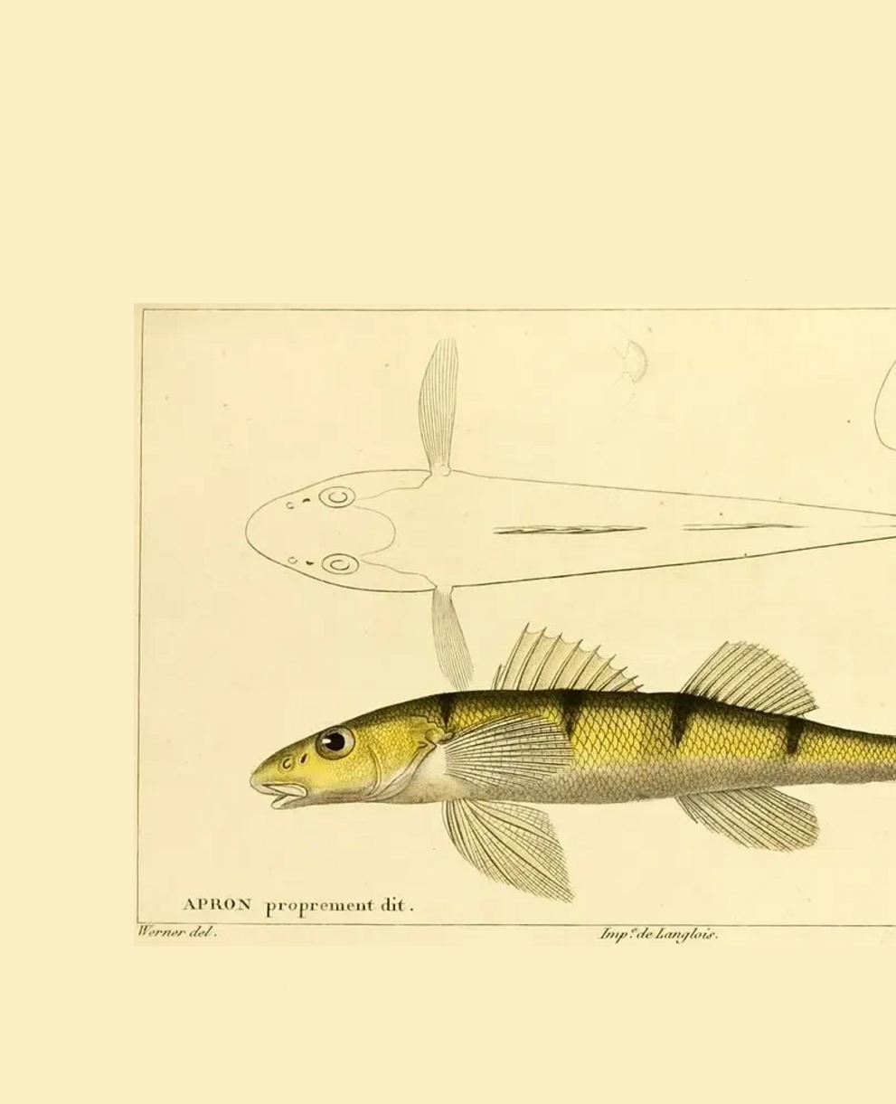 Illustration eines Rhone-Strebers