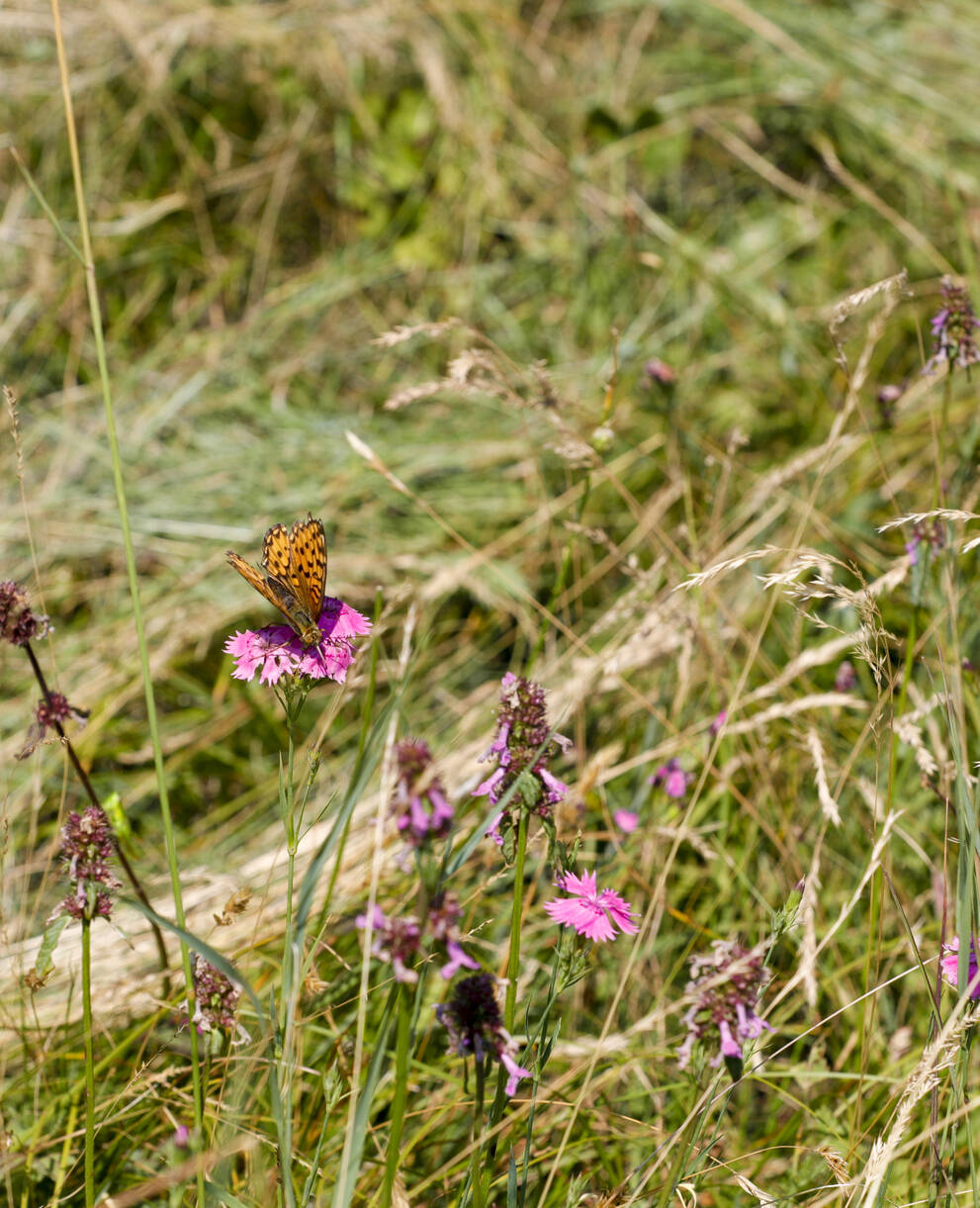 Biene auf Blume