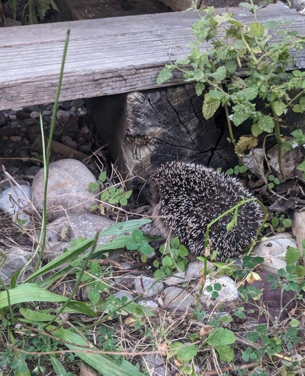 Igel im Garten