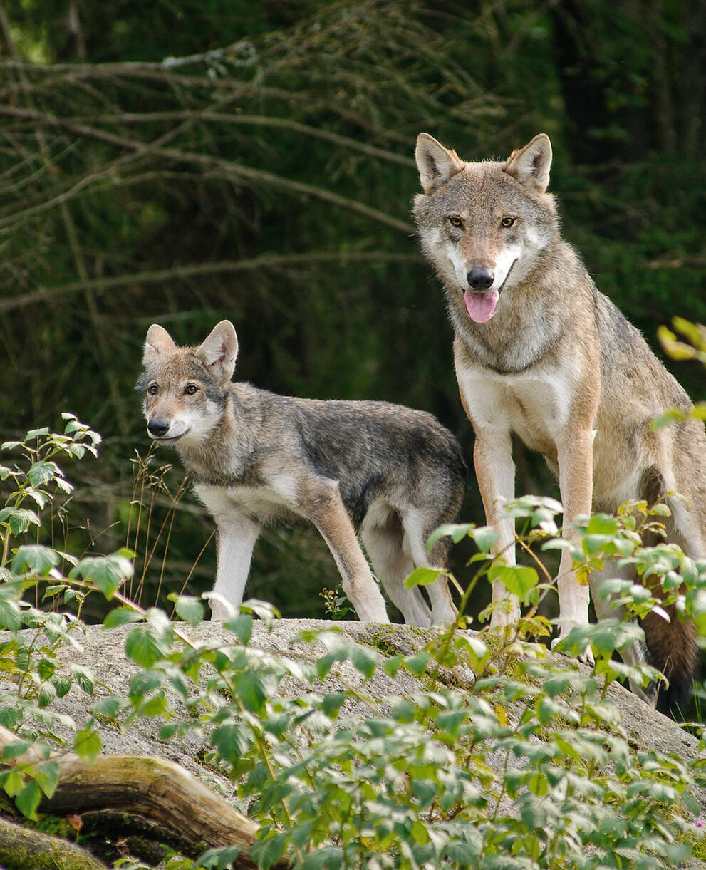 Des loups dans la forêt